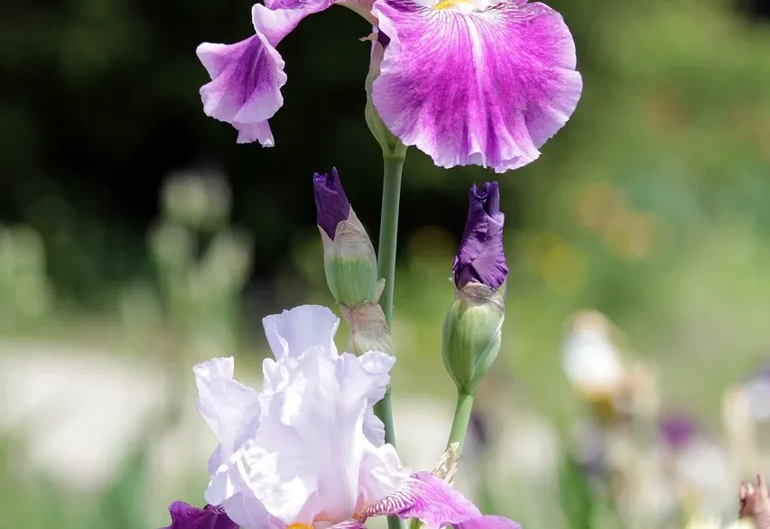 Realistische Illustration eines Mädchens namens Iris Sayram, das in einem lebhaften Garten mit blühenden Schwertlilien und dem Hintergrund ihres Elternhauses spielt, Hauptfarbthema rot.