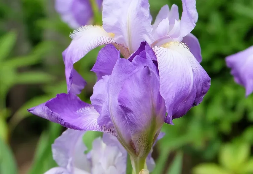 Realistische Illustration eines Mädchens namens Iris Sayram, das in einem lebendigen Garten mit blühenden Schwertlilien vor ihrem Elternhaus spielt, Hauptfarbthema Rot.
